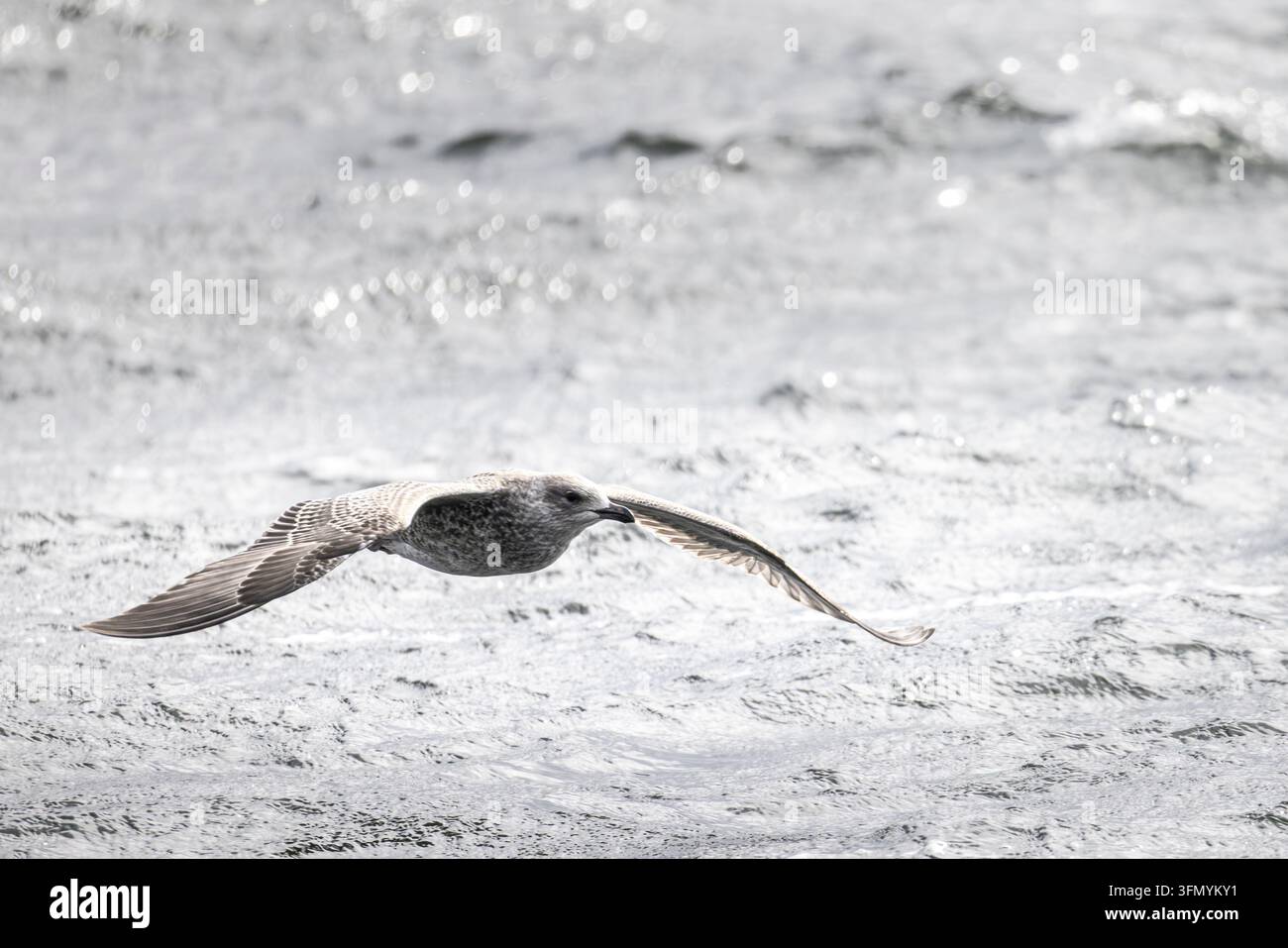 Gabbiano argentato europeo (Larus argentatus) che plana appena sopra l'acqua agitata dell'oceano con le ali completamente distese, mostrando movimento, libertà e natura costiera selvaggia Foto Stock
