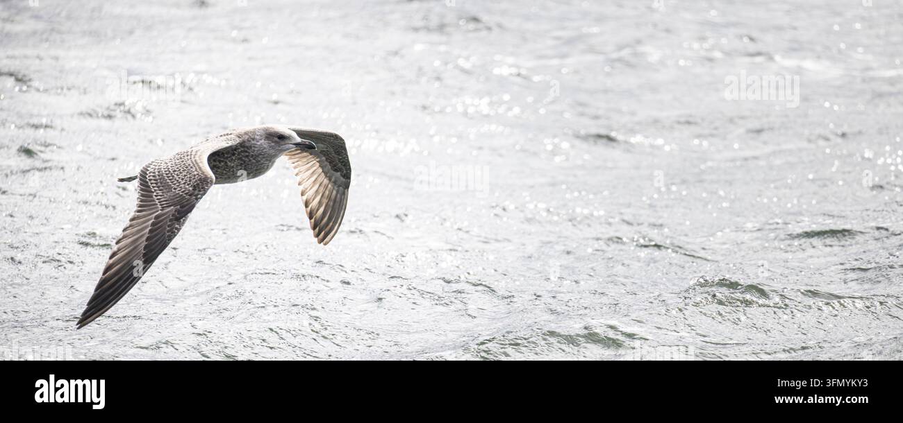Gabbiano argentato europeo (Larus argentatus) che plana appena sopra l'acqua agitata dell'oceano con le ali completamente distese, mostrando movimento, libertà e natura costiera selvaggia Foto Stock