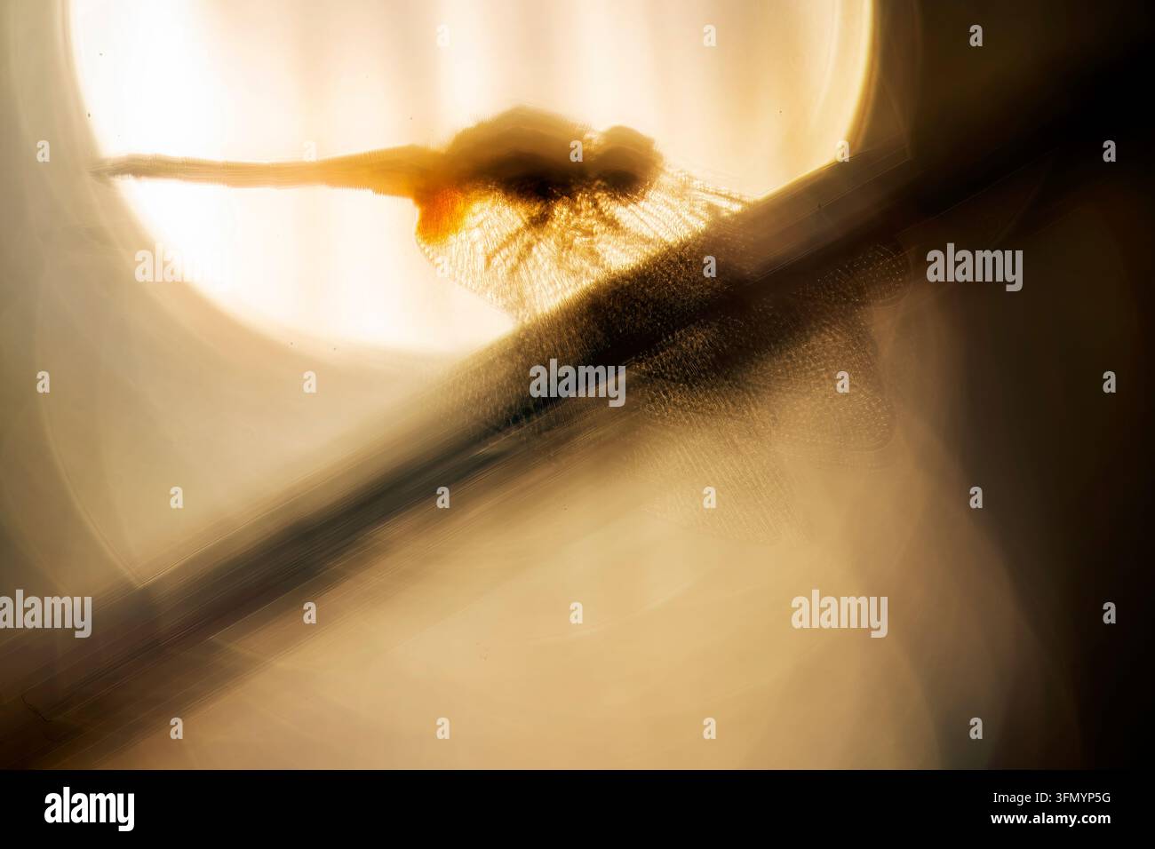 Primo piano artistico di una libellula Sympetrum appoggiata su uno stelo diagonale, in controluce contro la luce calda del tramonto. Sfocatura morbida, ali luminose e dorato Foto Stock