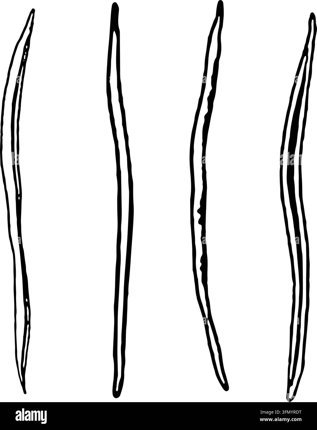 Set di blade d'erba. Disegno a inchiostro nero di steli di cereali o erba di prato. Illustrazione didattica per libri di biologia, botanica e stile erbario Illustrazione Vettoriale