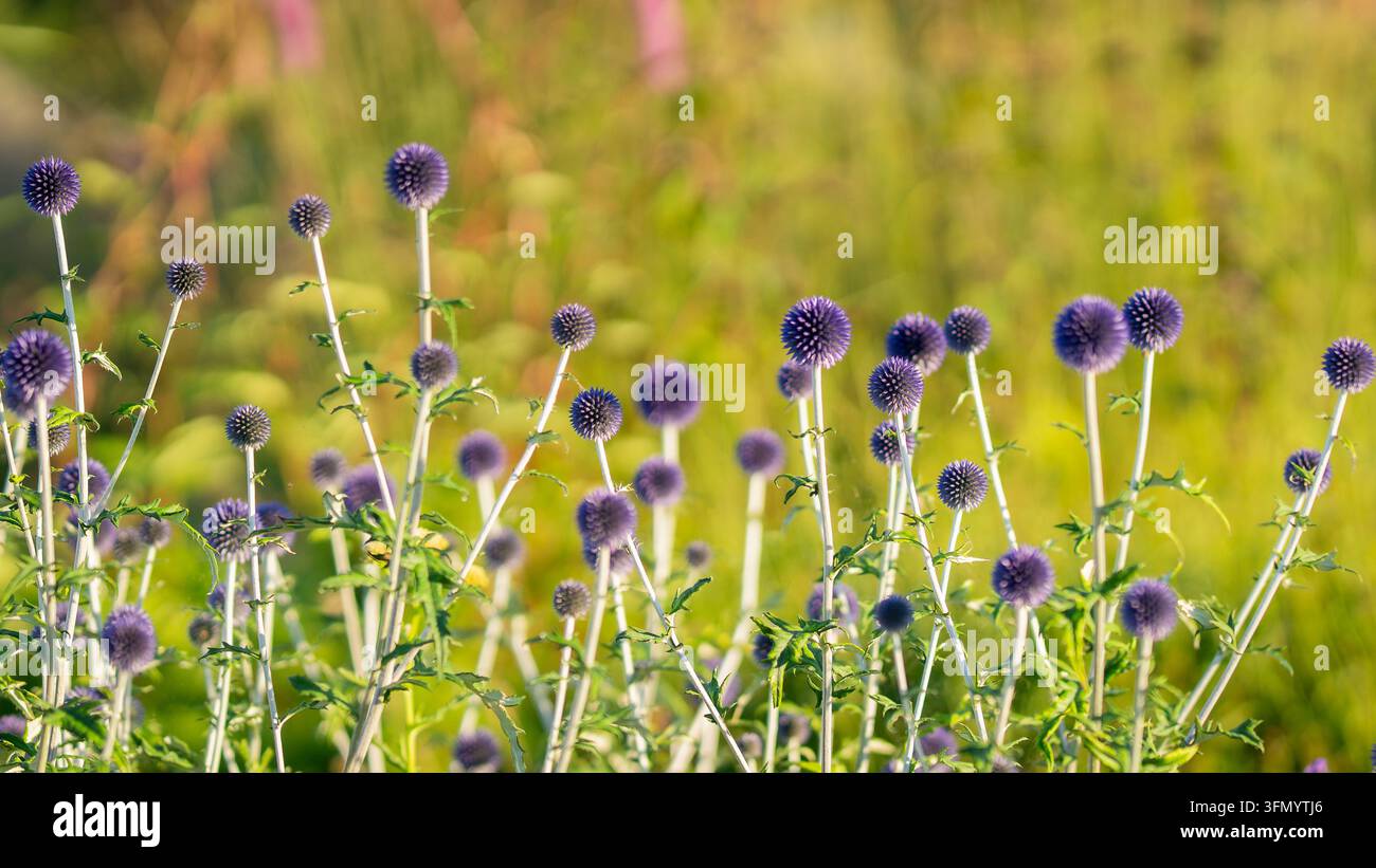 Echinops ritro, piccola distellica globosa, una pianta perenne straordinaria con numerose infiorescenze sferiche blu-viola su steli alti e pallidi. Foto Stock