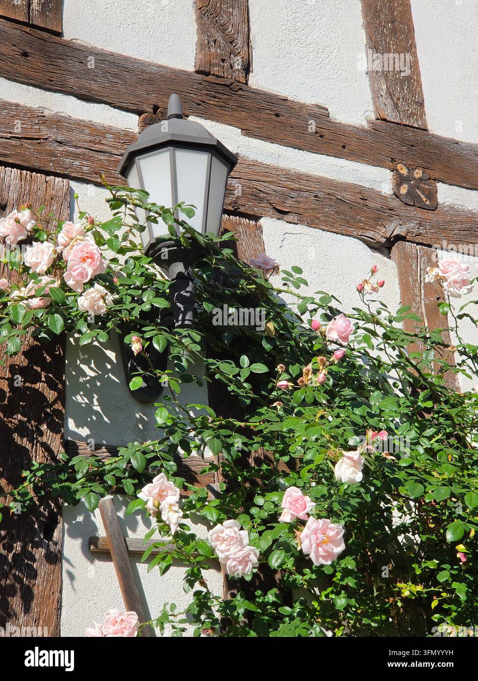 Abbondanti rose rampicanti rosa che crescono sulla parete di una casa storica a graticcio con lanterna da parete bianca e travi di legno scuro in estate, vecchia città della Germania - Immagine stock catturata con smartphone