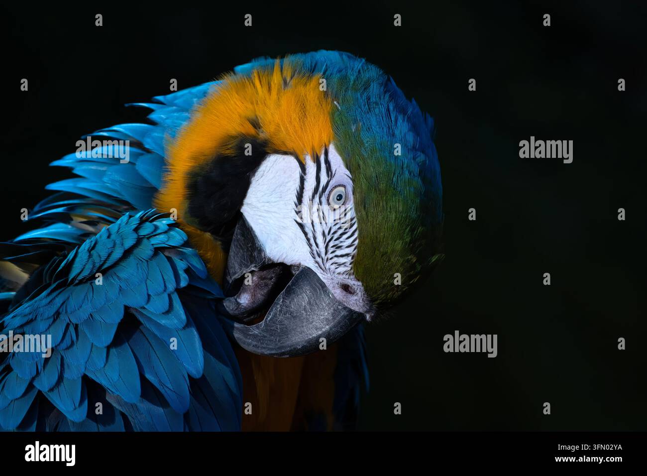 Ara blu e giallo, ara macao, ara scarlatta, Ara blu e oro, Ara blu-e-oro, Ara blu-e-giallo (Ara ararauna), ritratto Foto Stock