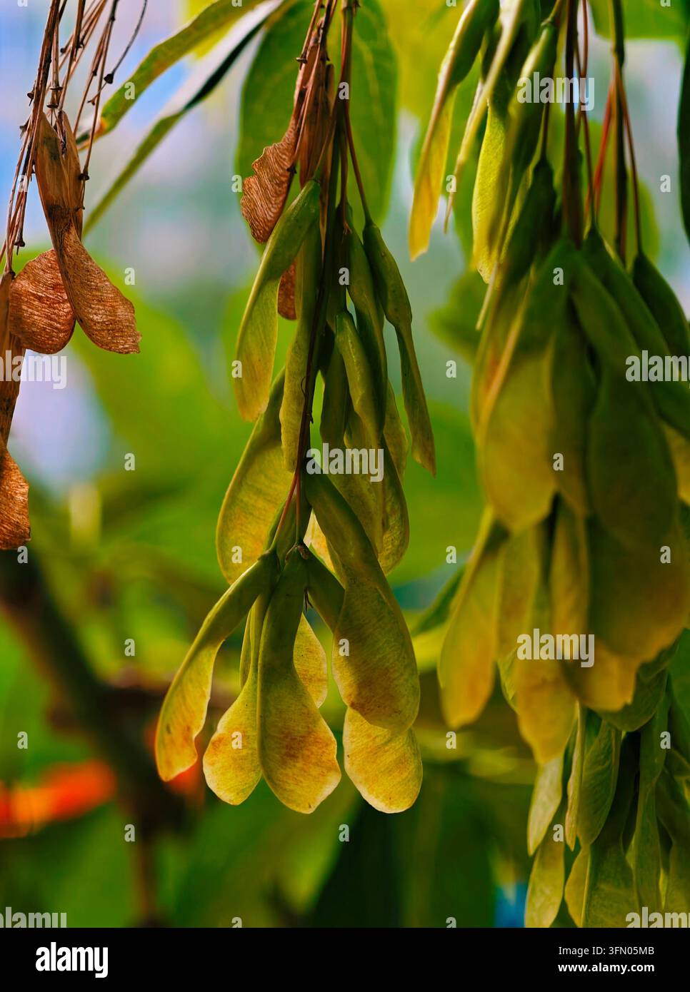 Samaras verdi su un ramo di acero negondo. I semi dell'acero negondo maturano alla fine dell'estate. Foto Stock