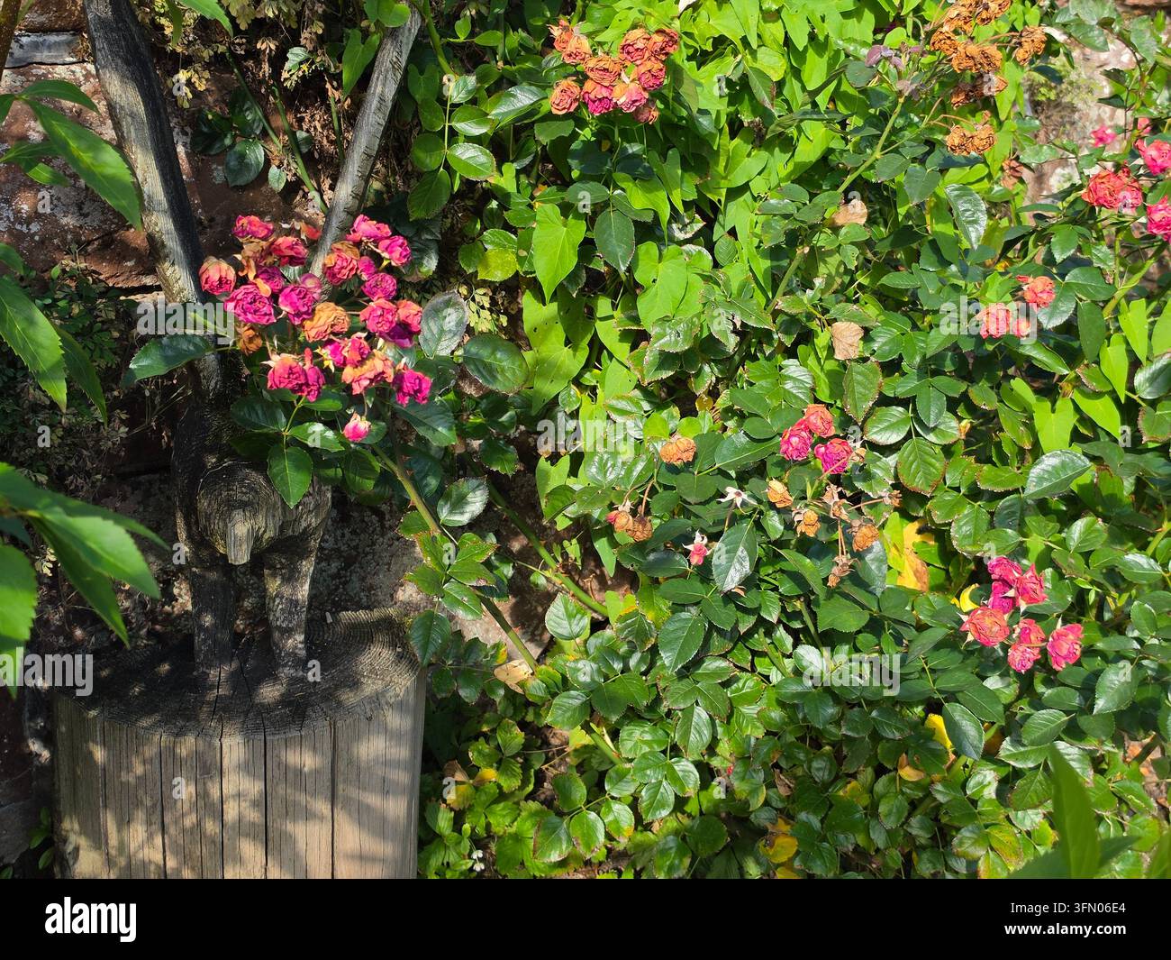 Una scultura di uccello in legno accanto a un cespuglio di rose rigoglioso con fiori rossi vivaci in un giardino. - Immagine stock catturata con smartphone