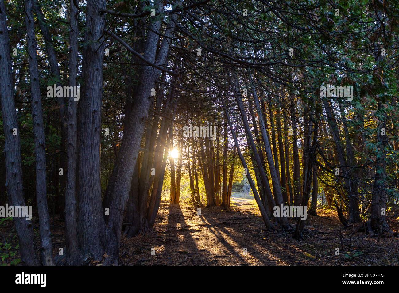Luce del sole che filtra attraverso alberi sempreverdi fitti. Raggi dorati di sole che brillano attraverso la foresta al tramonto Foto Stock