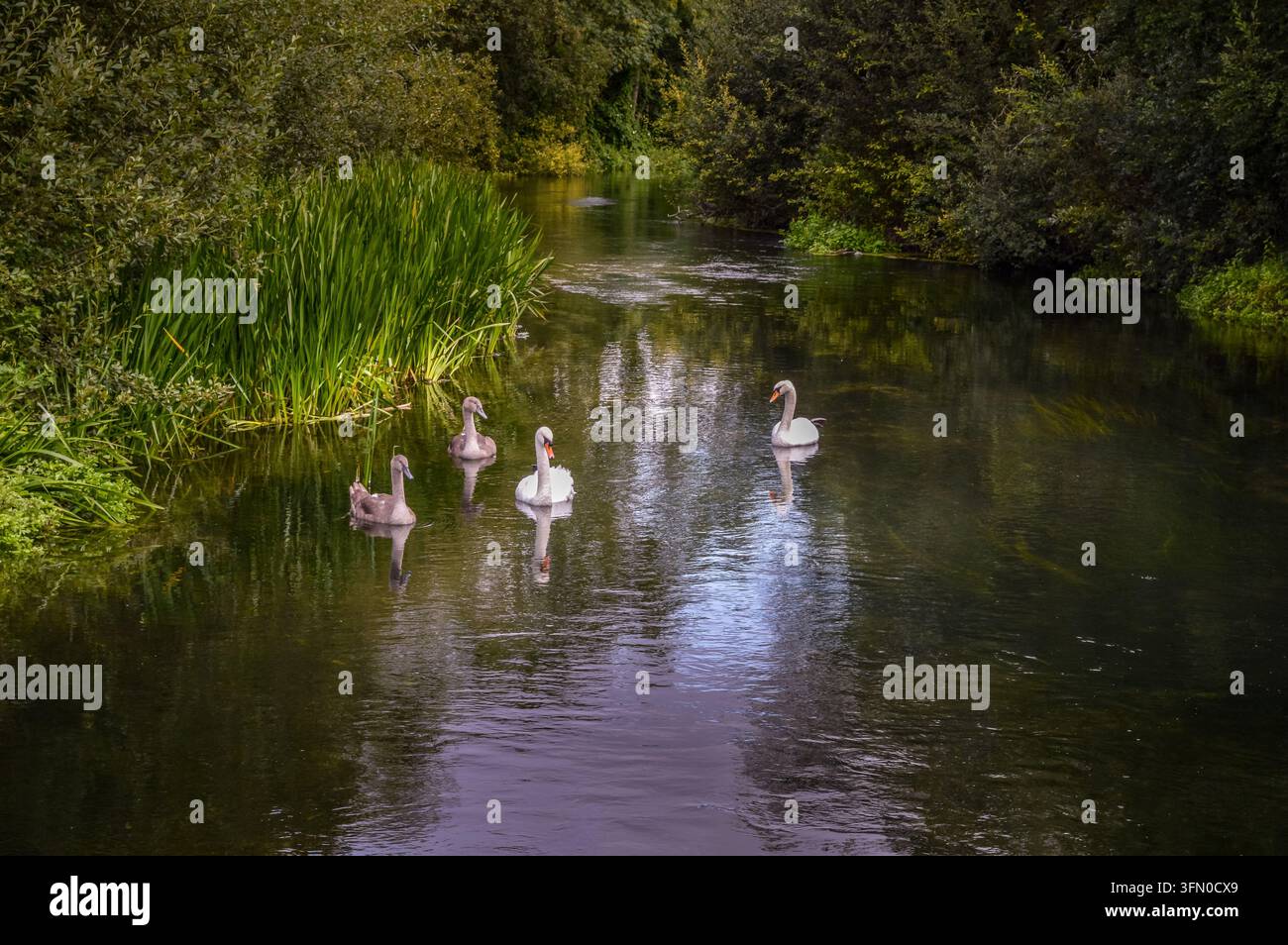 Una famiglia di cigni sul fiume Wylye - Wiltshire Foto Stock
