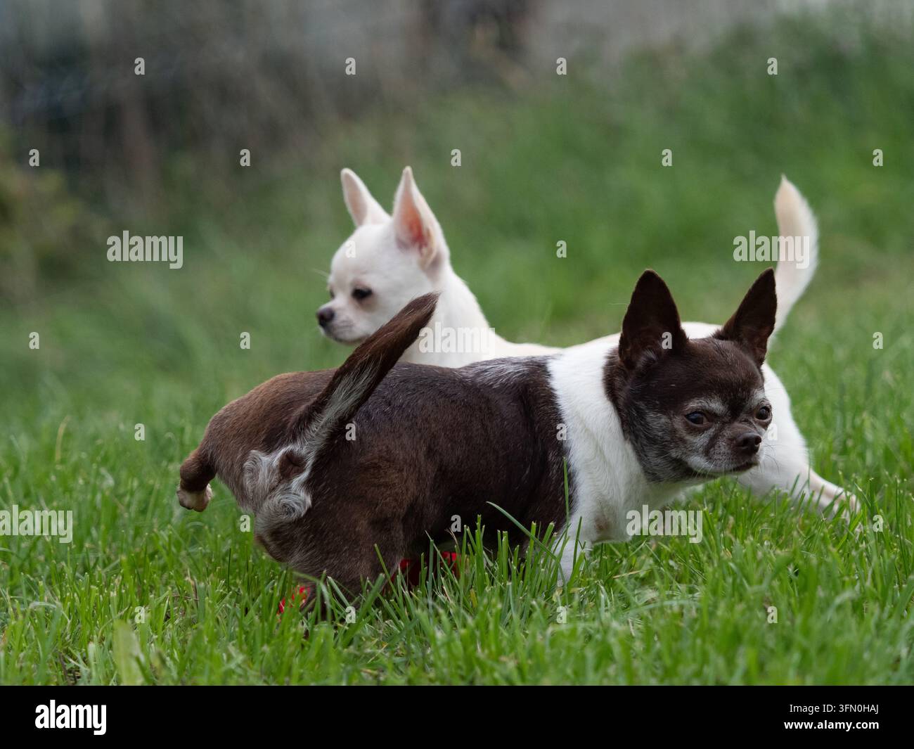 Due piccoli cani Chihuahua in piedi su un prato verde Foto Stock