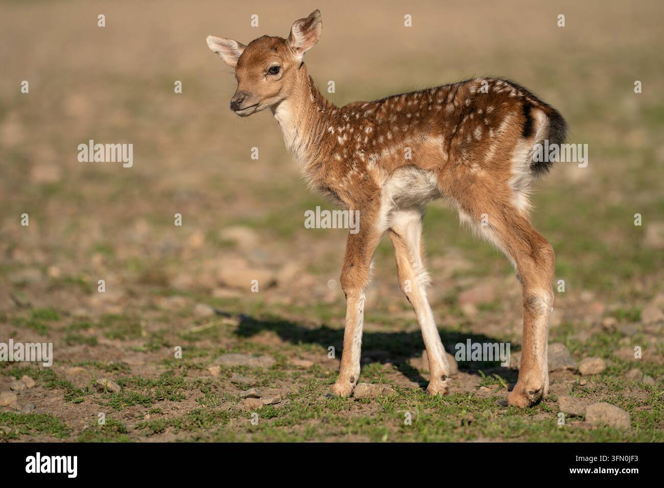 Cerbiatto di cervo europeo in piedi all'aperto nella natura Foto Stock