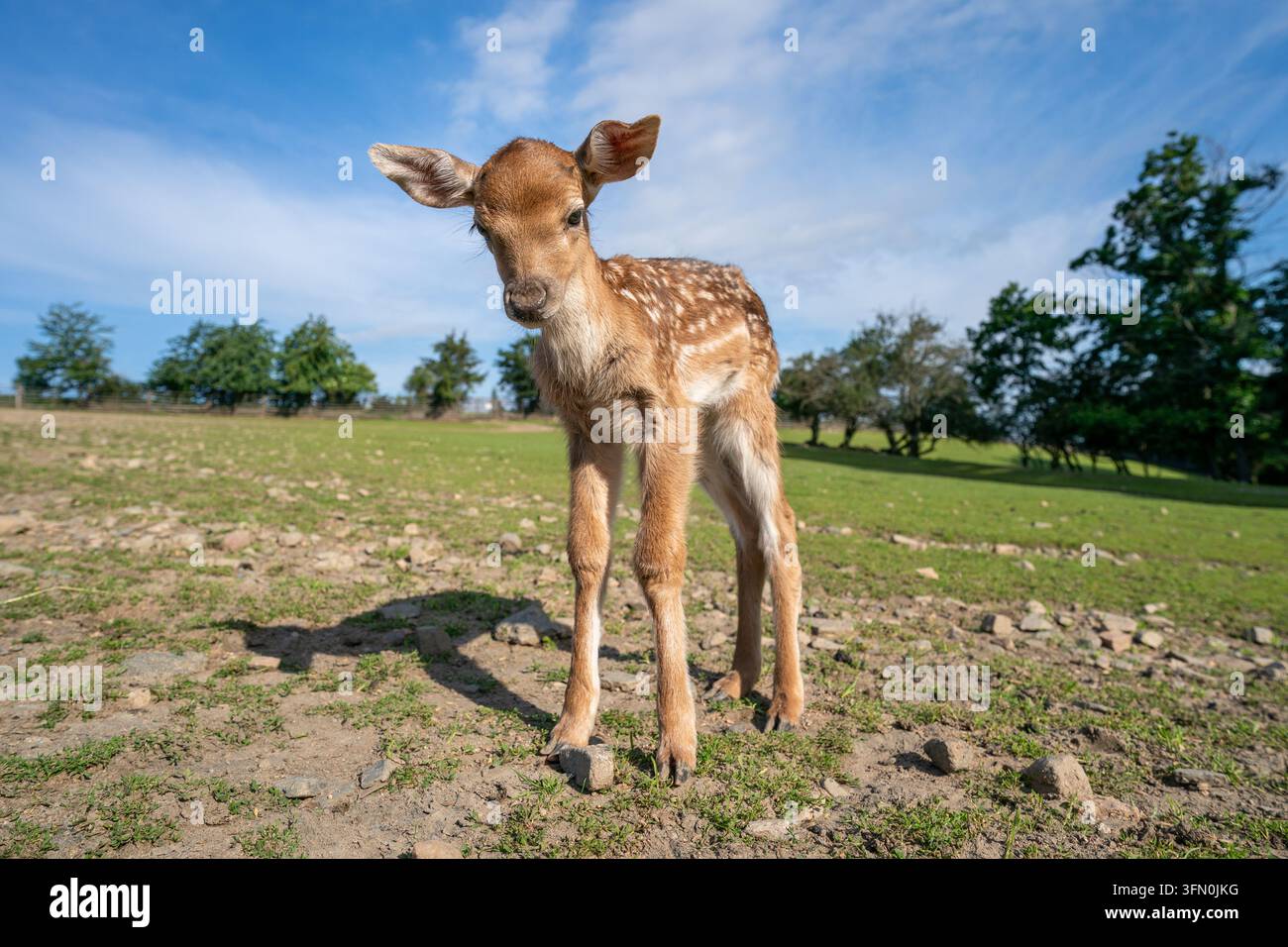 Cerbiatto di daino europeo in piedi in un campo verde Foto Stock