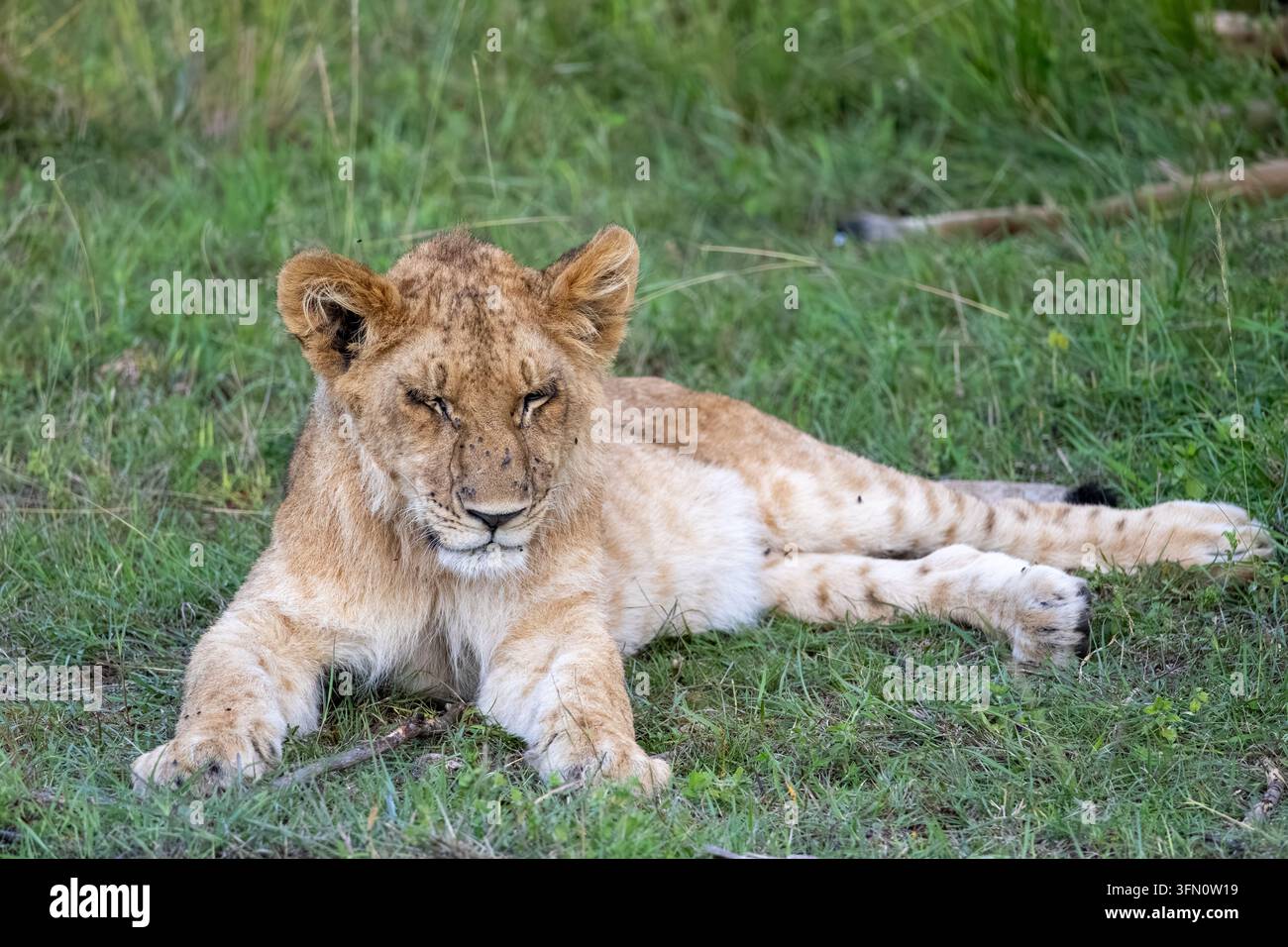 Un giovane leone giace in una posa da sfinge nell'erba verde, gli occhi quasi chiusi per la pigra soddisfazione. Lievi macchie juvenile decorano le sue zampe fulve mentre si riposa nella savana keniana Foto Stock