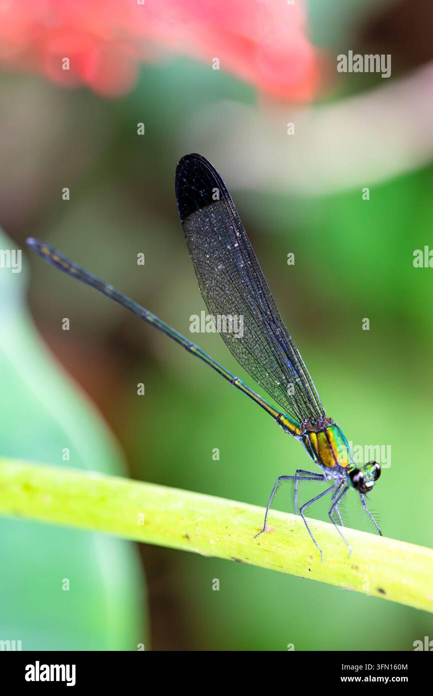 Una libellula verde iridescente si appollaia su uno stelo di pianta in messa a fuoco selettiva netta contro uno sfondo colorato sfocato e morbido. Foto Stock