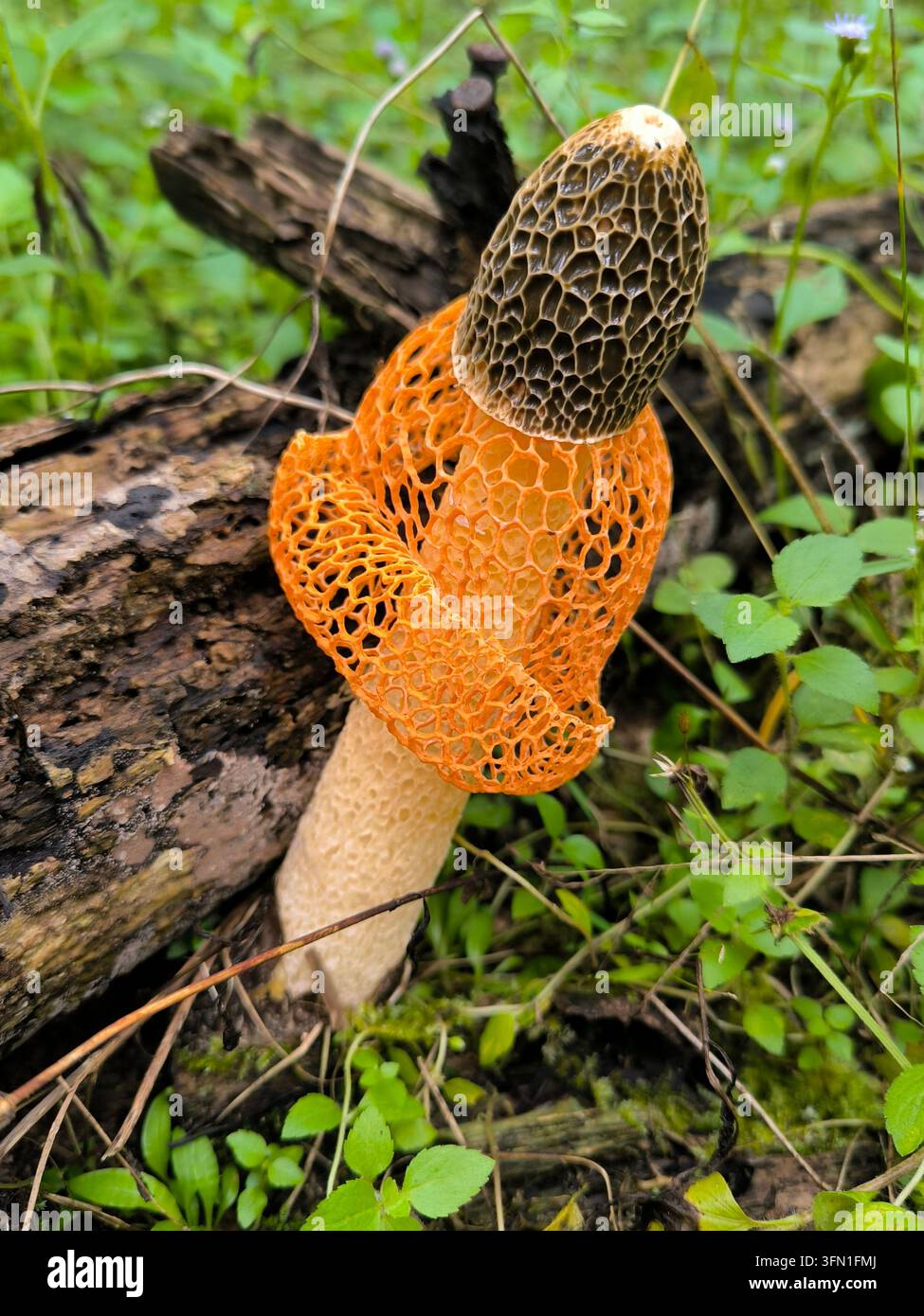 Velo da sposa fungo puzzolente (Phallus indusiatus) che cresce su un tronco in decomposizione in un ambiente forestale naturale. Foto Stock