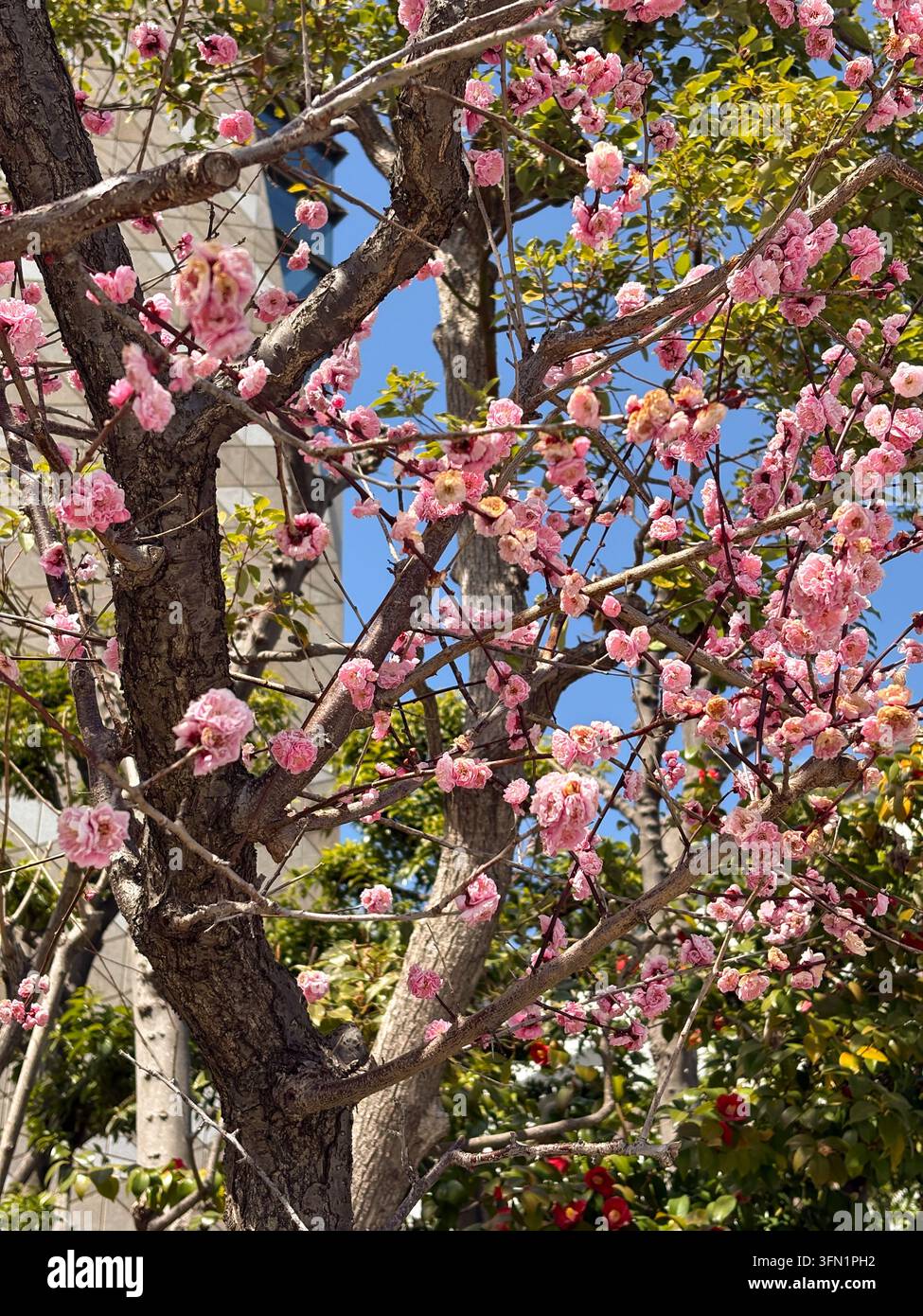 Fiori primaverili rosa in fiore contro un cielo azzurro nel Parco di Osaka - Immagine stock catturata con smartphone