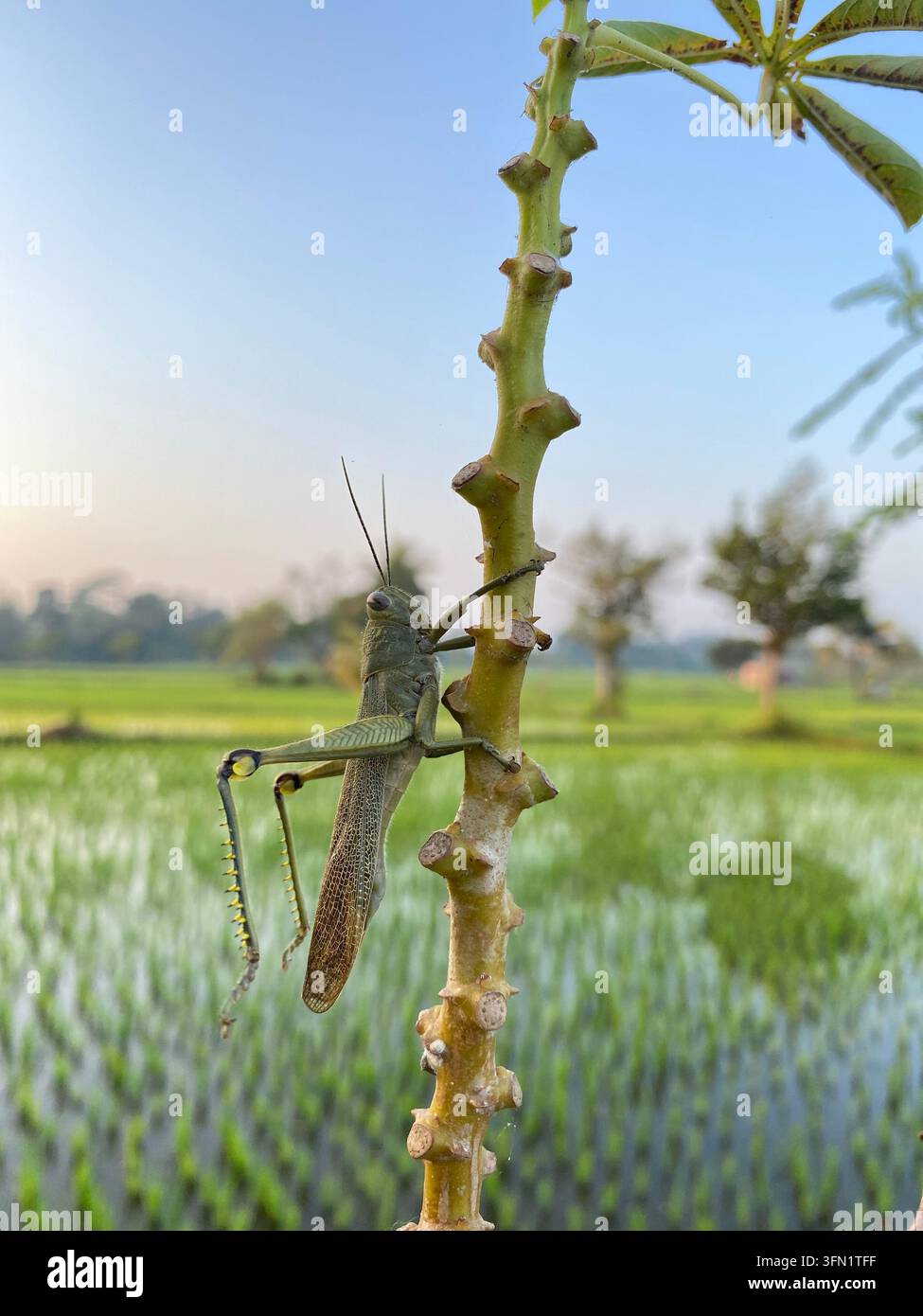 Cavalletta appollaiata su uno stelo di pianta con sfondo di campo di riso verde - Immagine stock catturata con smartphone