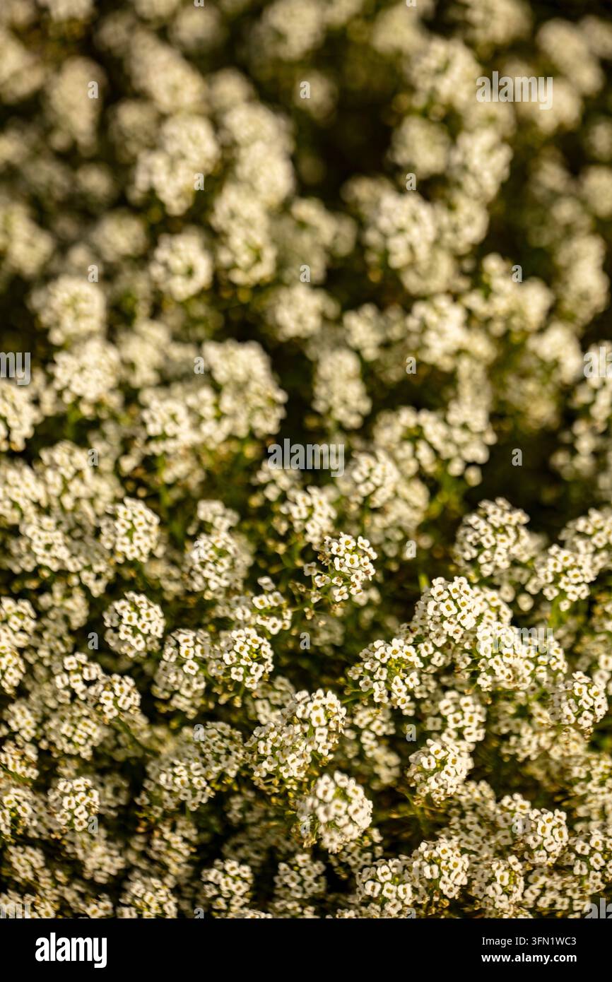 Primo piano naturale di una copertura del suolo fiorita ritratto di Lobularia maritima 'Carpet of Snow', alyssum dolce 'Carpet of Snow', Alyssum 'Carpet of Snow', in forma. Foto Stock