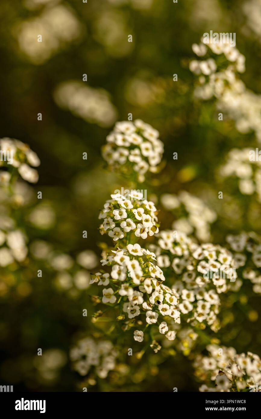 Primo piano naturale di una copertura del suolo fiorita ritratto di Lobularia maritima 'Carpet of Snow', alyssum dolce 'Carpet of Snow', Alyssum 'Carpet of Snow', in forma. Foto Stock