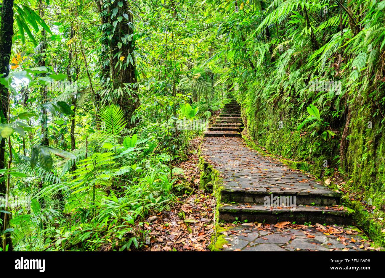 Sentieri di pietra e scale che conducono attraverso una fitta vegetazione della foresta pluviale tropicale verso le cascate Carbet a Guadalupa, Caraibi francesi Foto Stock