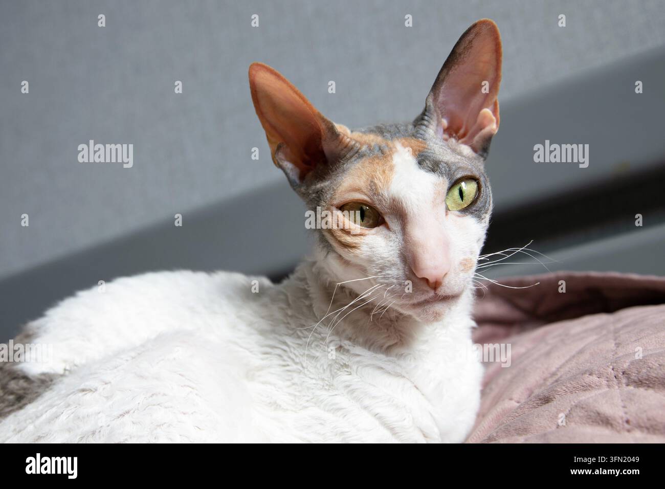 Gatto tricolore con grandi orecchie e pelo riccio che riposa su una coperta morbida Foto Stock