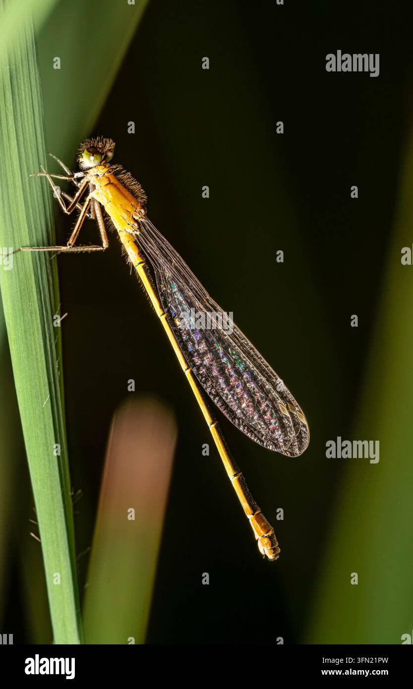 Libellula arancione appollaiata su una foglia d'erba verde con ali iridescenti piegate su uno sfondo scuro illuminato da dietro Foto Stock