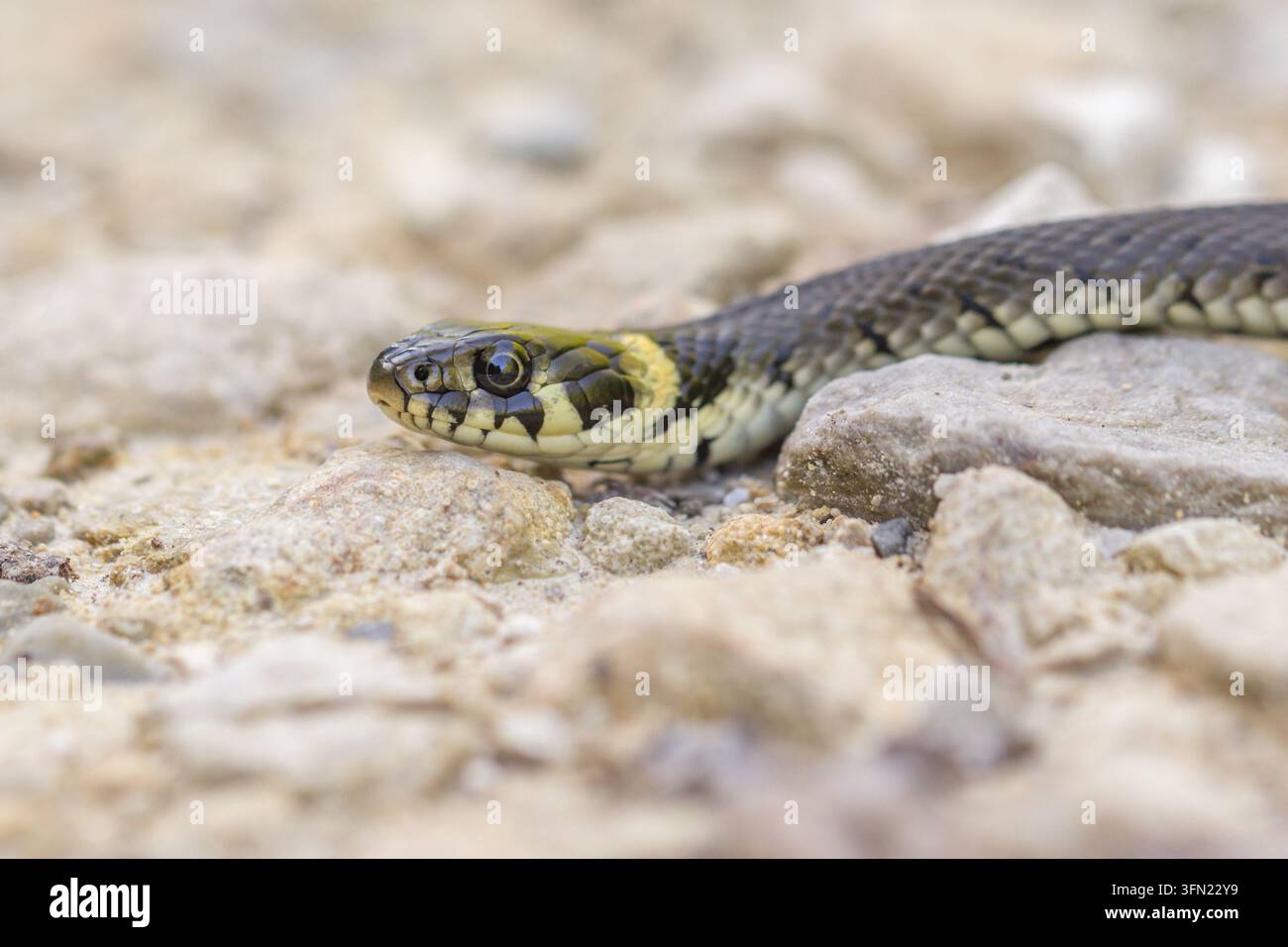 Natrix natrix (Natrix natrix) che riposa su un terreno sabbioso pallido Foto Stock