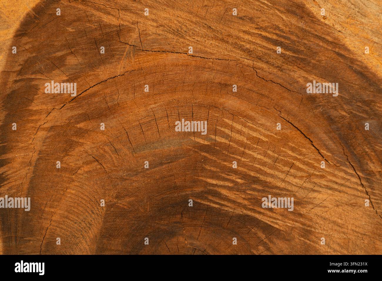 Primo piano dell'estremità del tronco d'albero segato con anelli di crescita curvi e sottili crepe, texture di legno marrone caldo Foto Stock