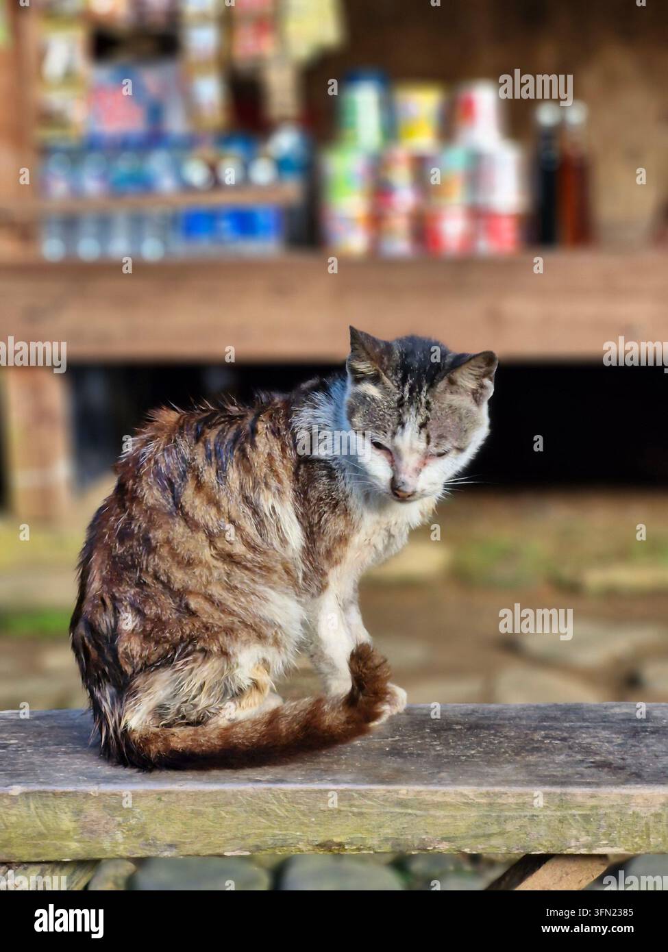 Un gatto domestico che si pulisce mentre è seduto all'aperto nella comunità tradizionale dei Baduy di Lebak, Banten, Indonesia. Foto Stock