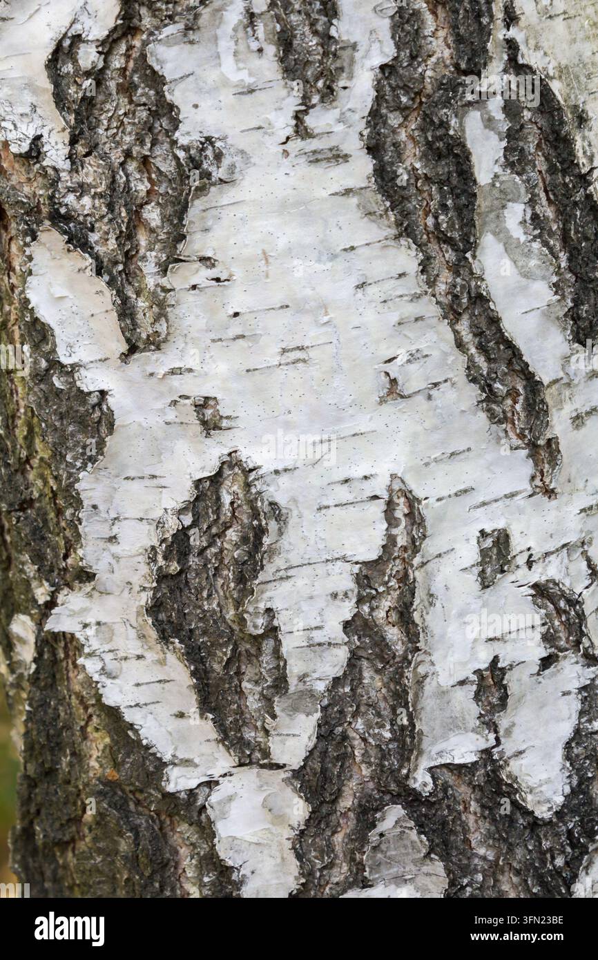 Primo piano di corteccia di betulla con strati distintivi bianchi e grigi sbucciati, segni scuri e motivi naturali che creano uno sfondo organico texture Foto Stock