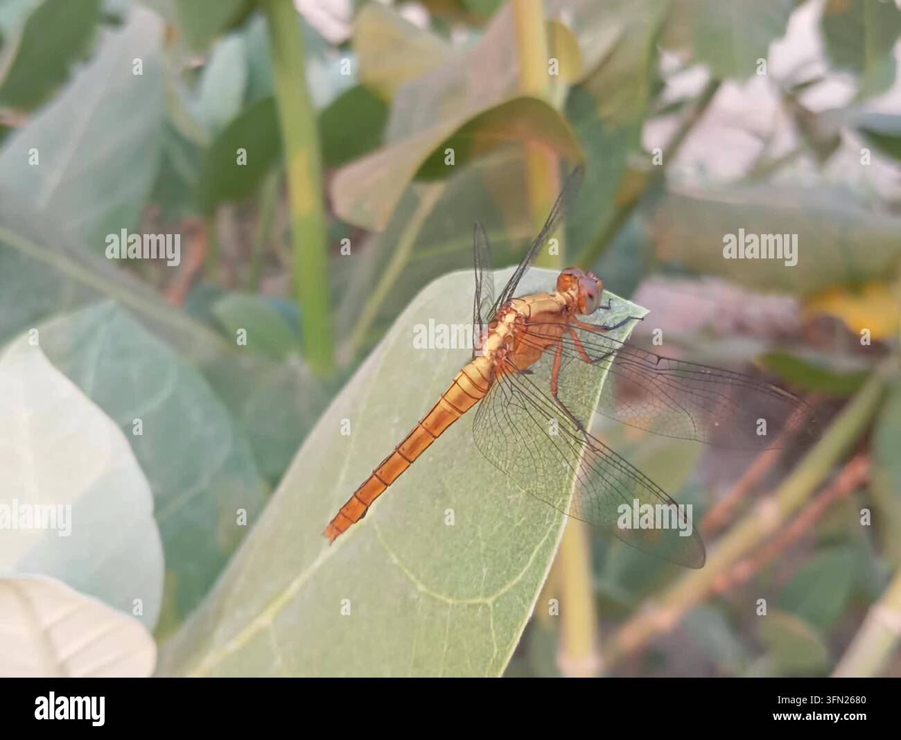 Libellula dorata (Pantala flavescens) che riposa su una foglia verde. Foto Stock
