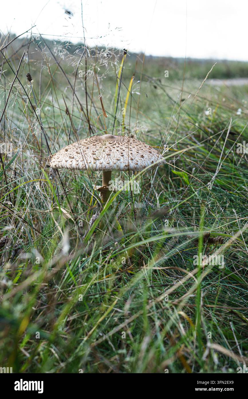 Funghi selvatici che crescono tra le aghi di pino sul suolo della foresta Foto Stock