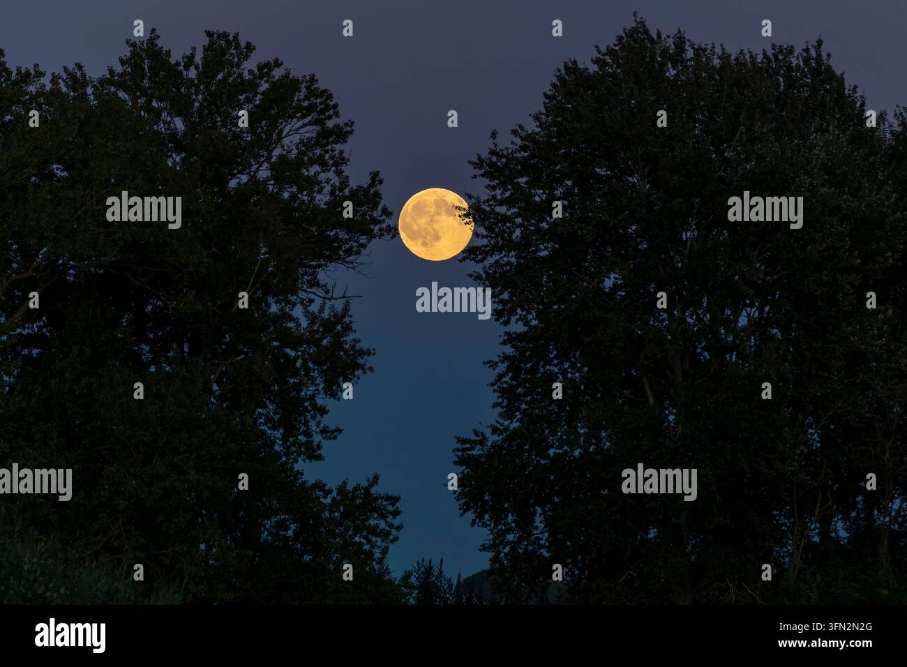 La luna piena sorge tra due grandi alberi Foto Stock