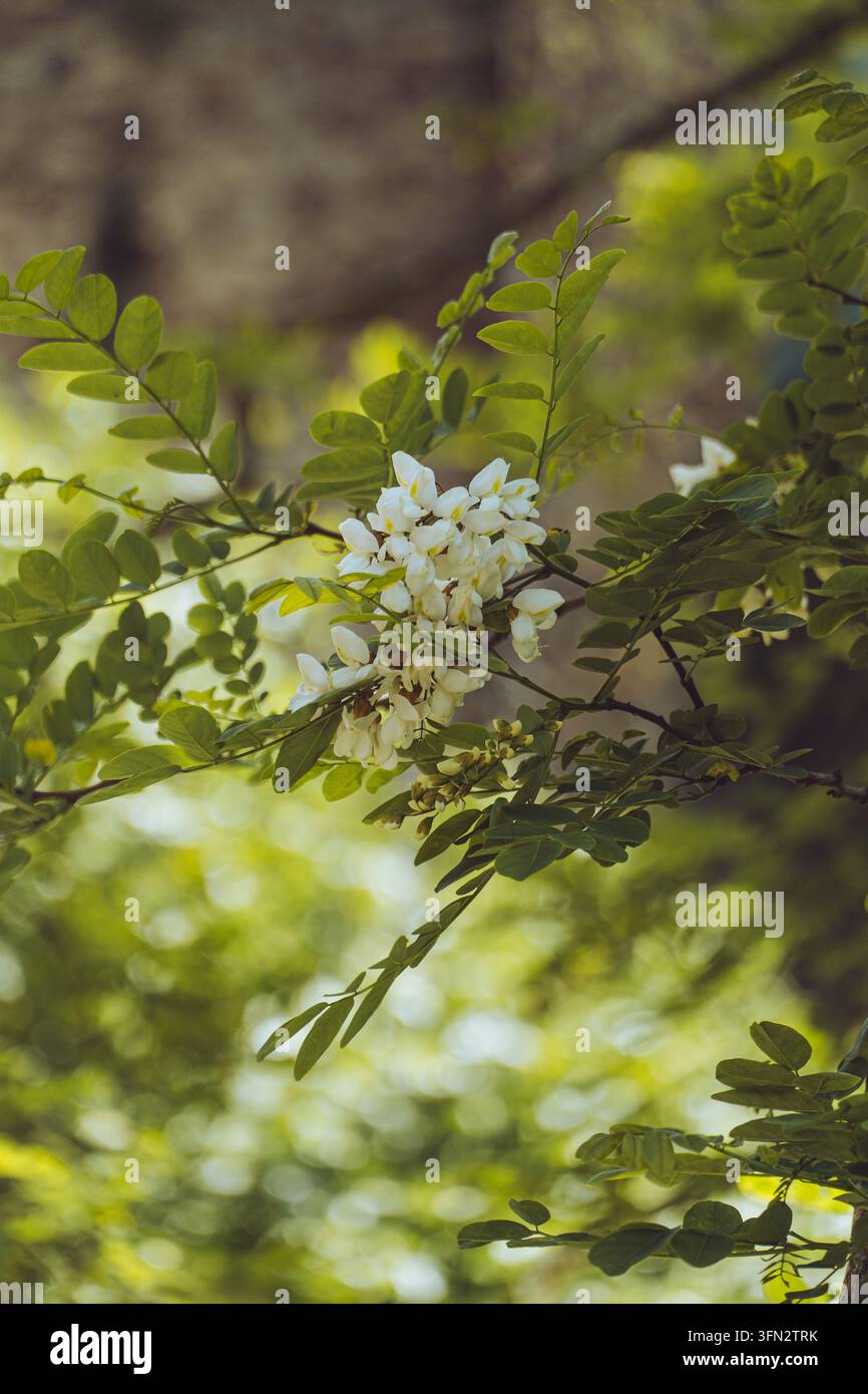 Fiori di acacia bianchi in fiore nelle foreste di Lousa, Portogallo Foto Stock
