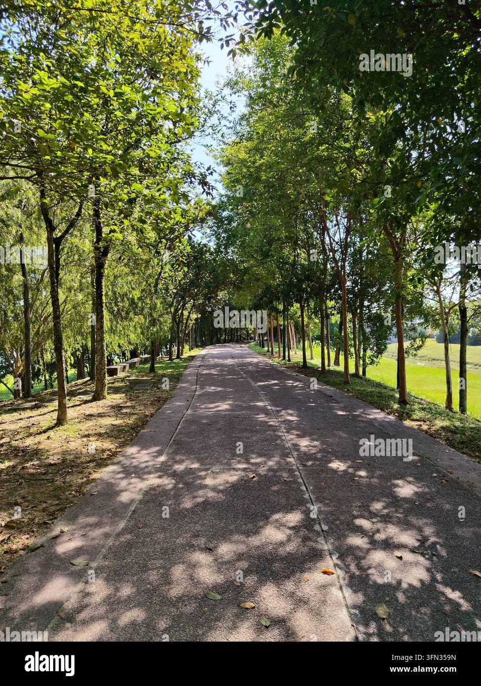 Un sentiero lastricato ombreggiato da alberi nel Parco Centrale di Elmina, Shah Alam, Selangor, Malesia. La luce del sole che filtra attraverso gli alberi rigogliosi creando una luce screziata - Immagine stock catturata con smartphone