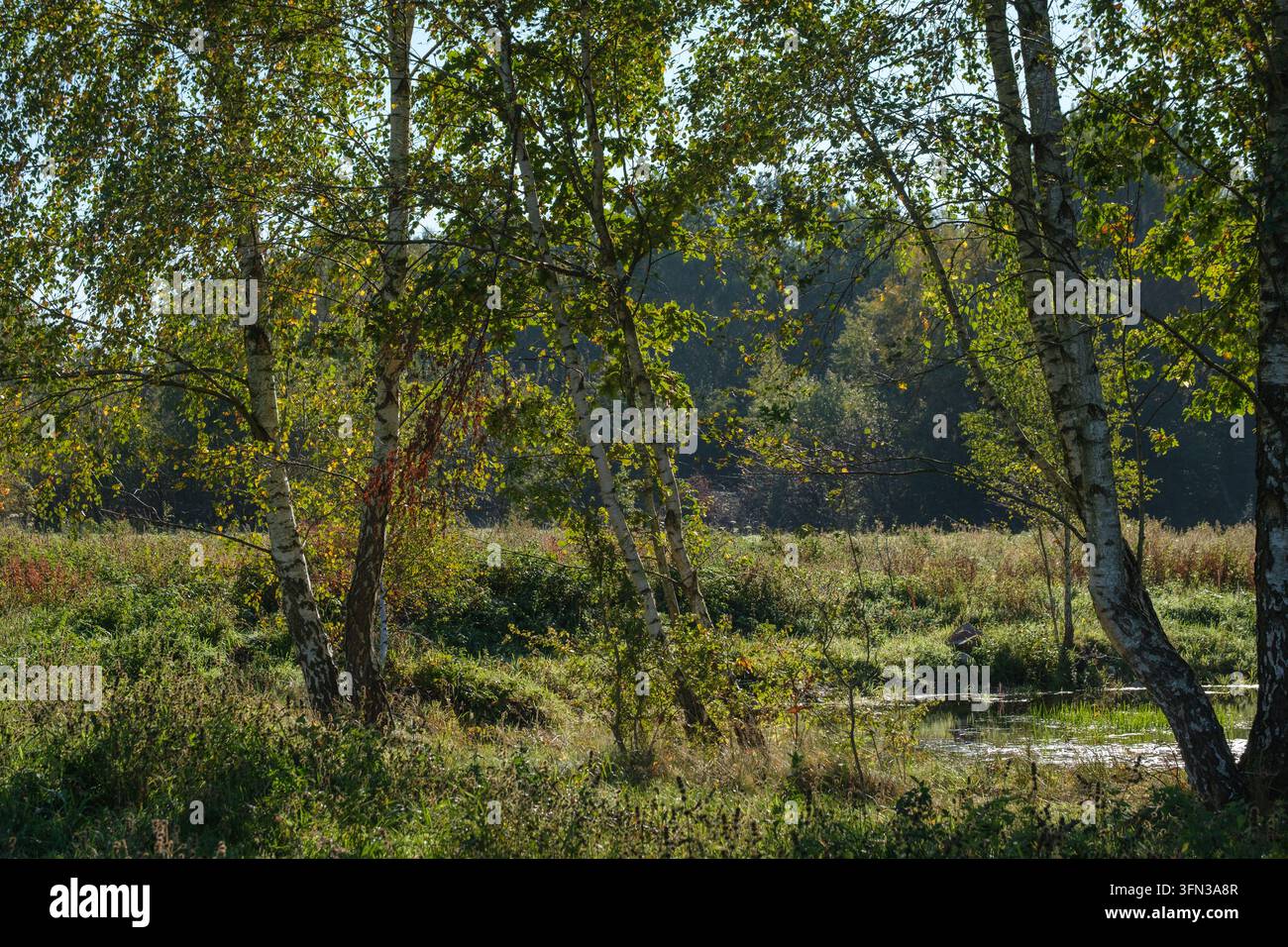 Tritti bianchi di betulle incorniciano un piccolo stagno tra alte erbe, con la luce del sole che filtra tra il fogliame verde e giallo. Foto Stock