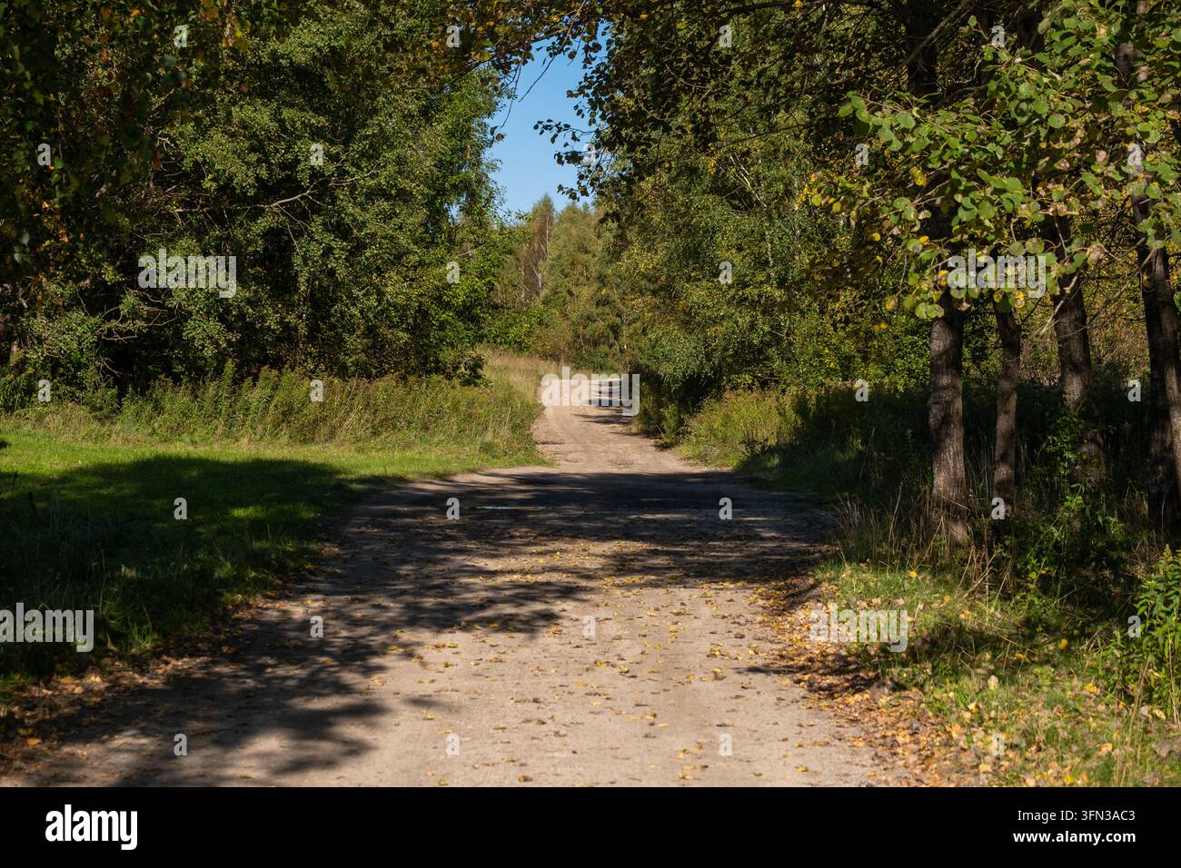 Alberi sporgenti incorniciano una tranquilla strada di campagna, con foglie cadute e ombre screziate sulla superficie non asfaltata. Foto Stock