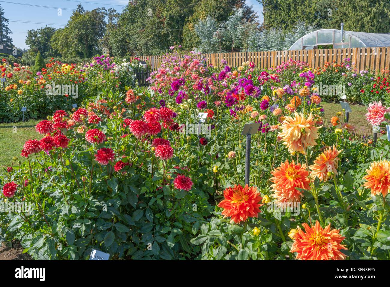 Giardino di dahlias colorato in piena fioritura con fiori rossi, rosa, arancioni e gialli, etichette delle piante, recinto in legno e serra in una giornata estiva soleggiata Foto Stock