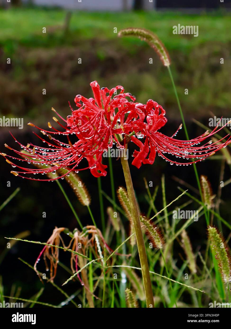 Un unico giglio ragno rosso che fiorisce tra le erbe verdi, con petali delicatamente arricciati e lunghi stami. Foto Stock