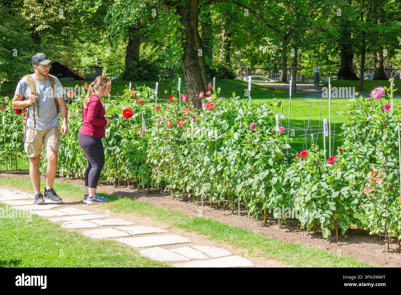 Halifax Nova Scotia Canada, giardini pubblici dell'era vittoriana, uomo adulto bianco, donna adulta bianca, coppia che passeggia, ammira i fiori, giardino di dahlias, fioritura colorata Foto Stock