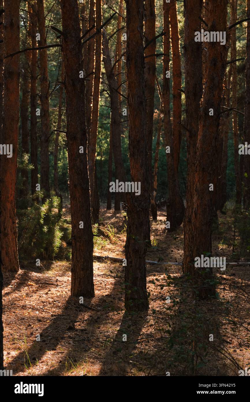 Densa foresta di pini con alberi alti, luce soffusa che filtra attraverso i rami e ombre Foto Stock