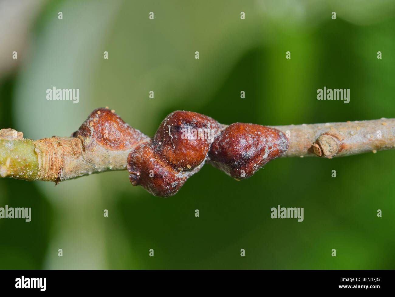 Insetti scaglie del lecano femmina di quercia (Parthenolecanium quercifex) attaccati a un ramo di albero. Foto Stock