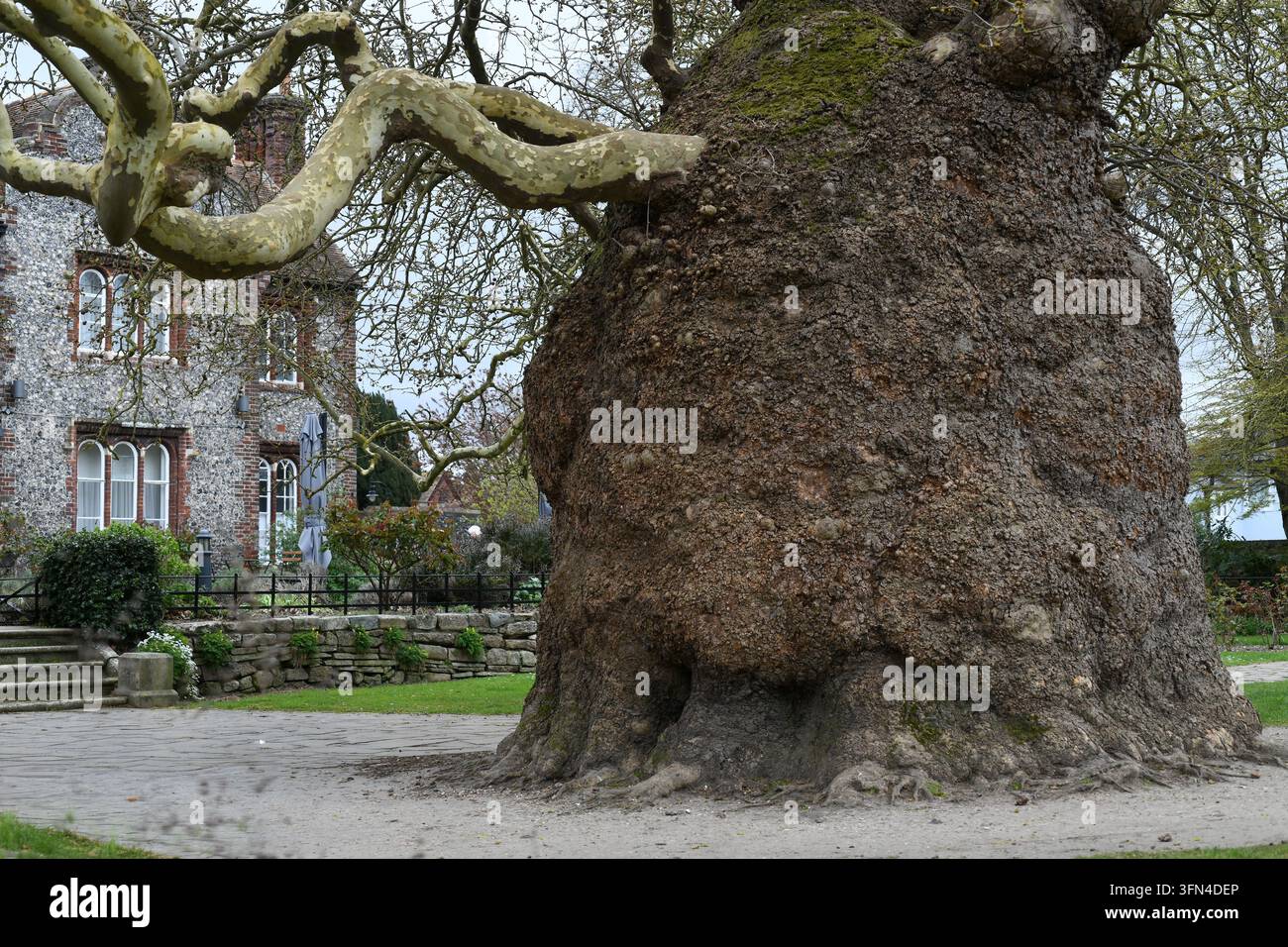 Albero dell'era medievale Foto Stock