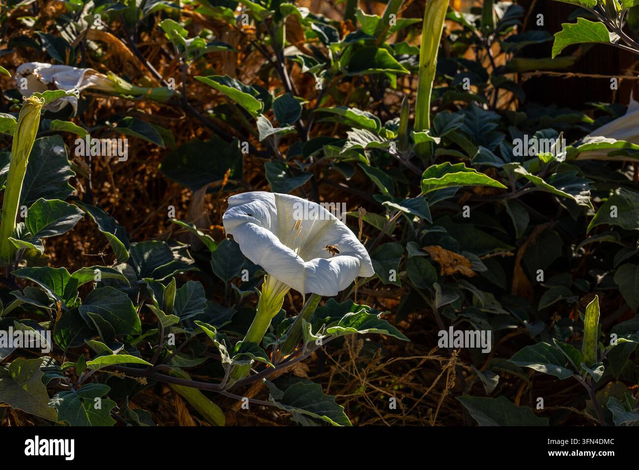 Datura (Datura wrightii) impianto al San Luis National Wildlife Refuge nella valle centrale della California USA Foto Stock