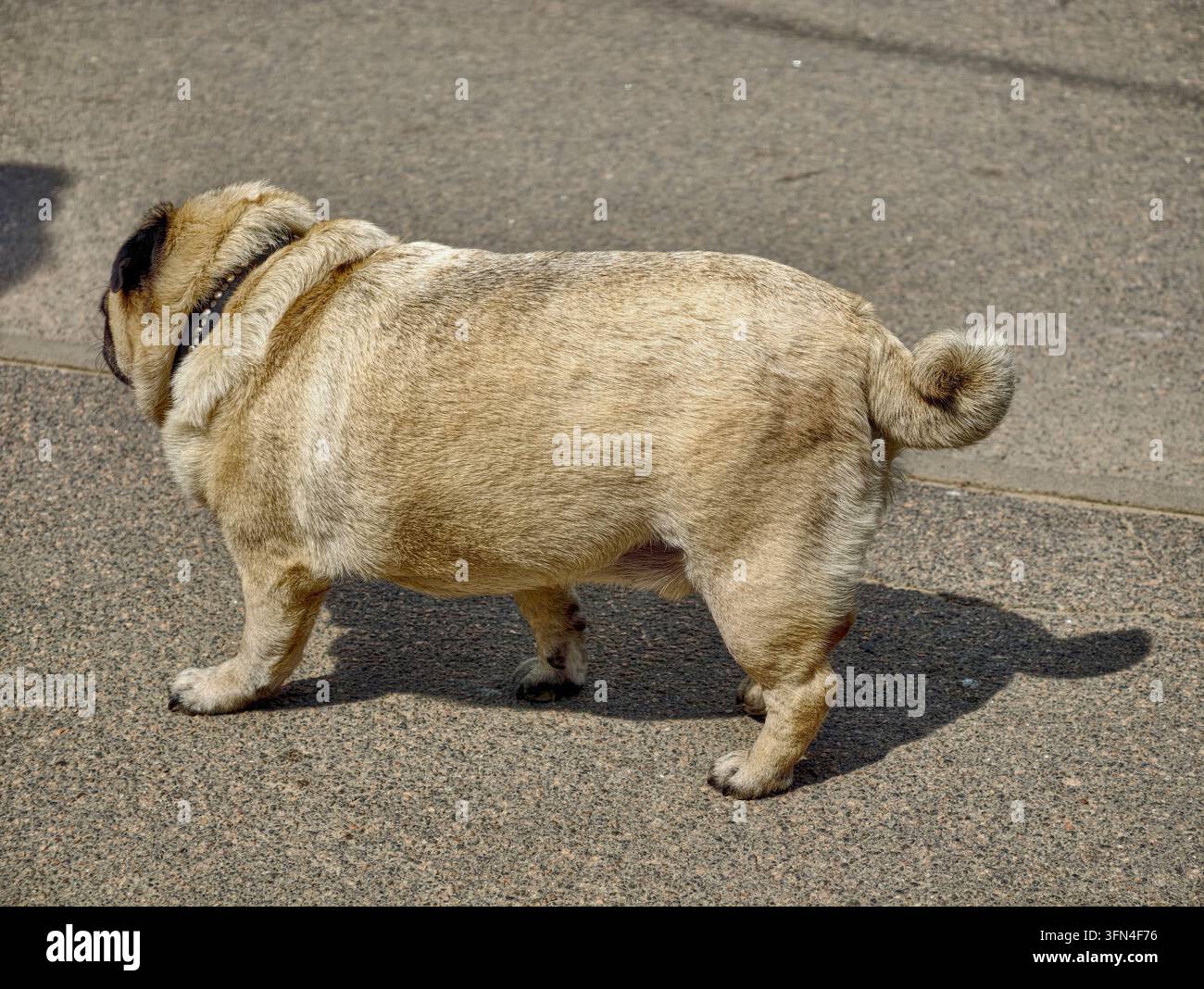 carlino beige con una maschera nera distintiva e pieghe facciali, che cammina senza guinzaglio sull'asfalto con la lingua estesa. Il cane ha pieghe di pelle sul suo Foto Stock