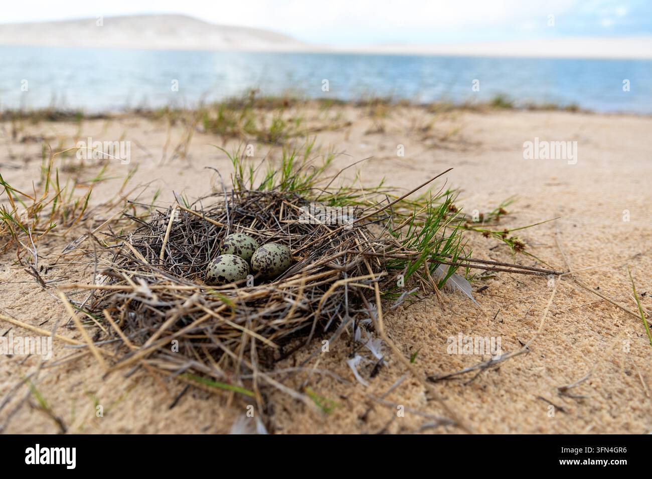 Un primo piano dettagliato di un nido di uccello ben mimetizzato con uova macchiate nascoste in una macchia di erba secca tra le dune di Lencois Maranhenses Foto Stock