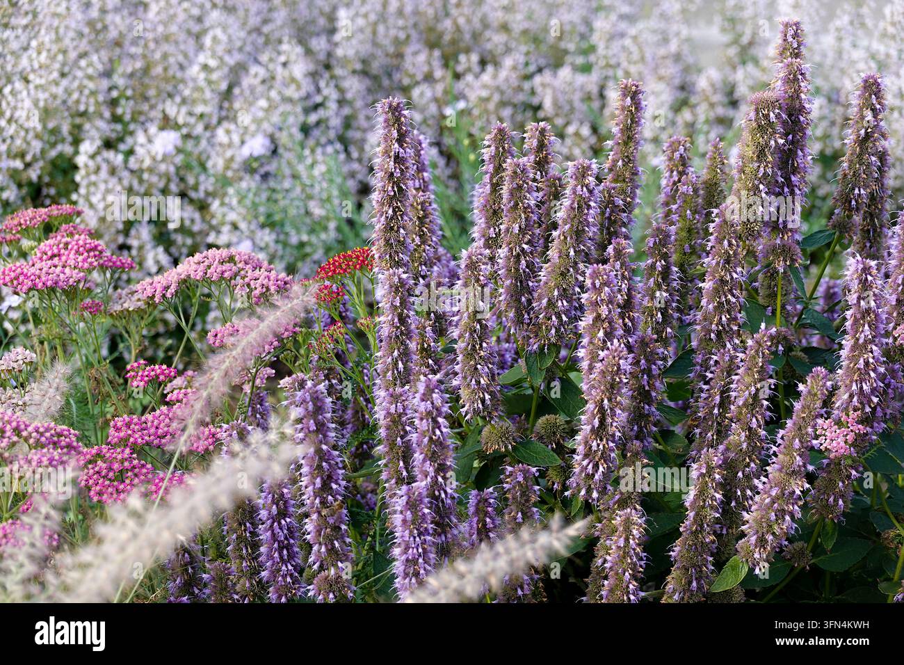 giardino amico delle api con una varietà di piante fiorite tra cui agastache viola e fiori di achillea rosa Foto Stock