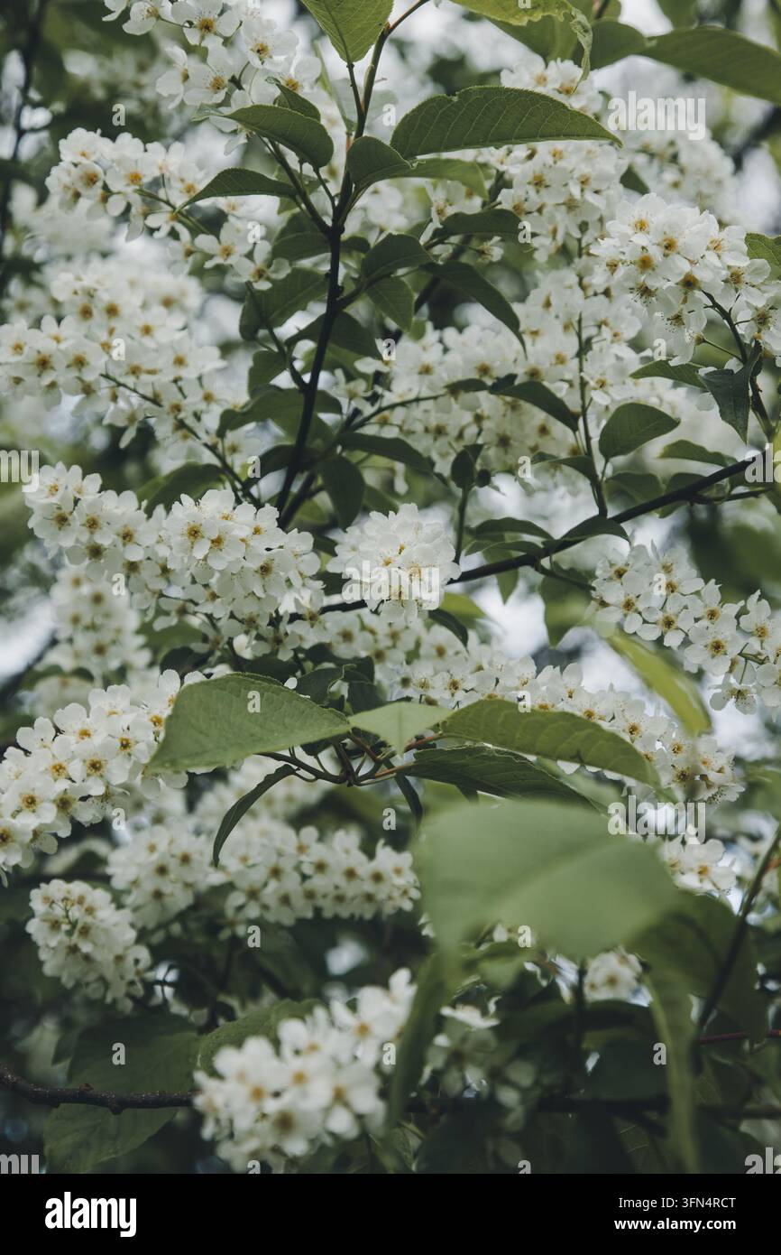 Vista di fiori di ciliegio bianco in fiore sui rami a Vormsi, contea di Laane, in Estonia. Foto Stock