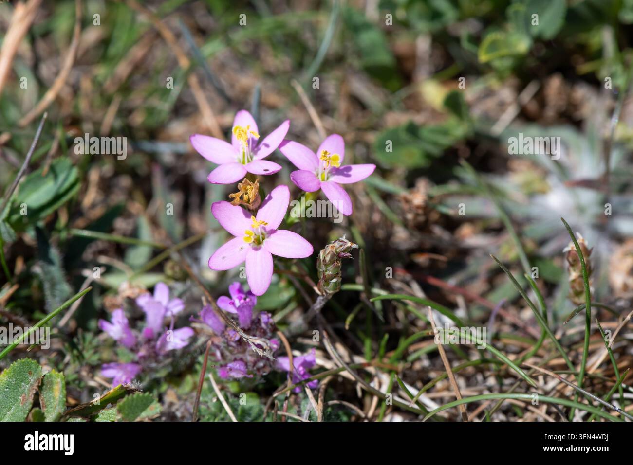 Primo piano dei fiori di centaurio (centaurium erythraea) in fiore Foto Stock