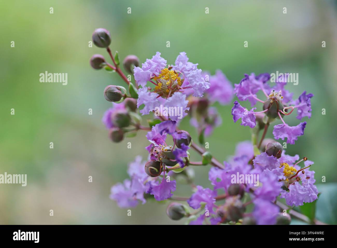 mirto crespo (Lagerstroemia indica) Foto Stock