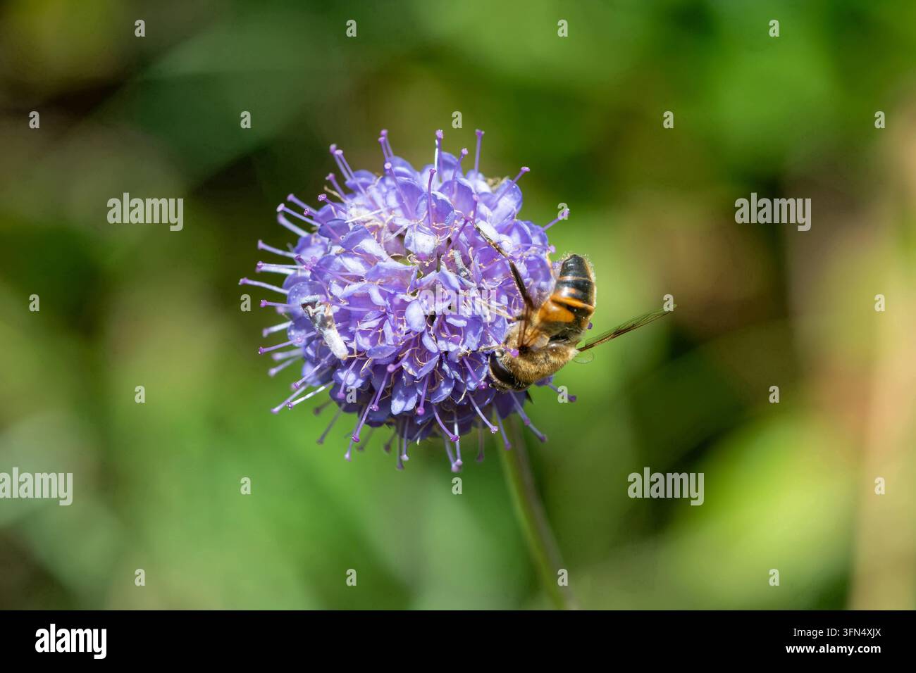 Primo piano di una succisa dei prati (Succisa pratensis) impollinata da una mosca api comune (Eristalis tenax) Foto Stock