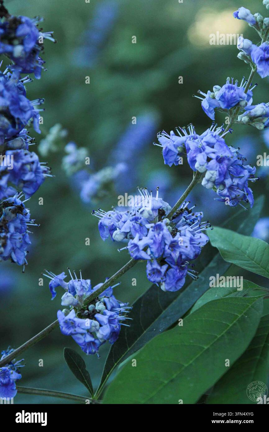 Macro close-up di vivaci fiori viola di Vitex agnus-castus (Albero casto) con petali e stami dettagliati su uno sfondo verde morbido Foto Stock